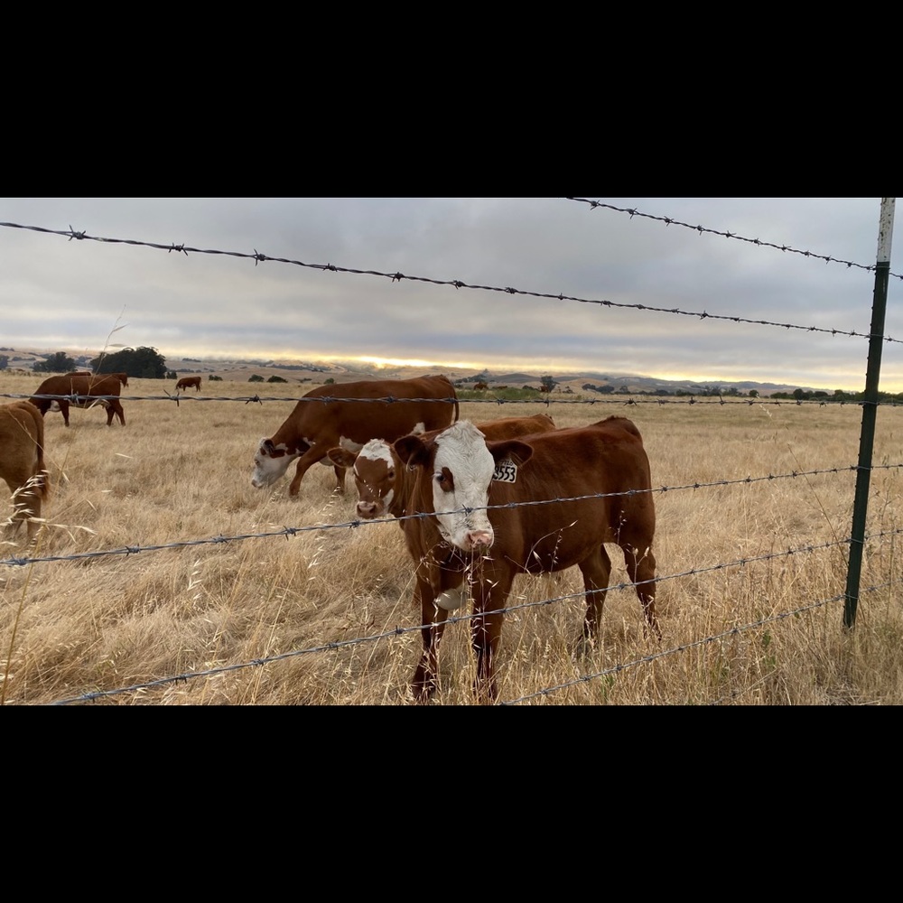 Meet your Posher, Brenda